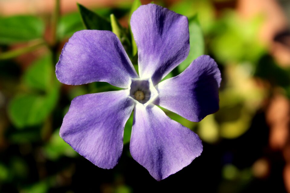 Garden blue petals five petals