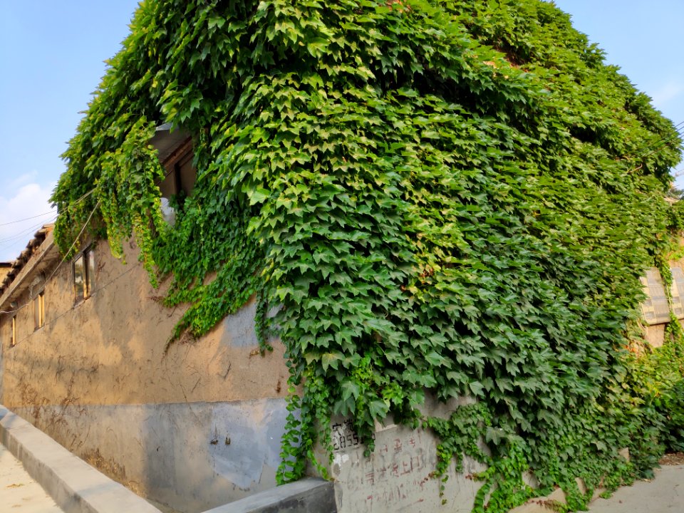 A_house_covered_by_creepers