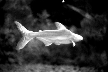 A_fish_at_the_Aquarium,_Kankaria_Lake