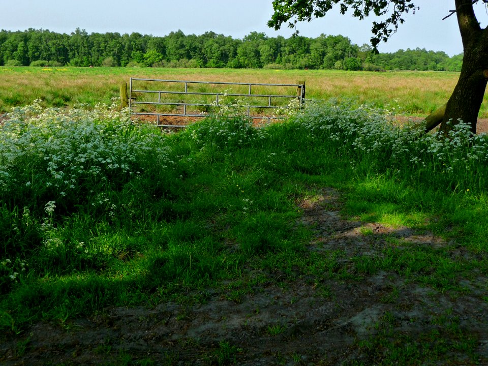 A_fence_in_the_meadow_with_high_grass;_North-Netherlands_in_spring_of_2012
