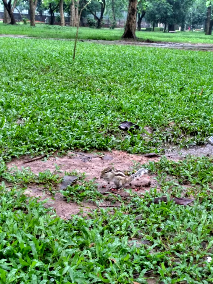 A_squirrel_at_Ramna_Park,_Dhaka._2