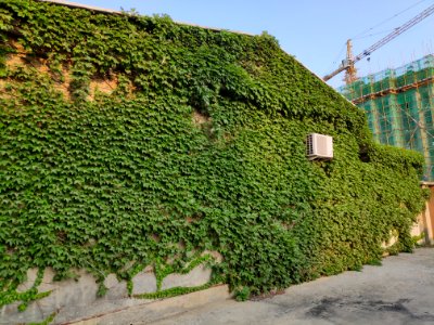 A_house_covered_by_creepers_02