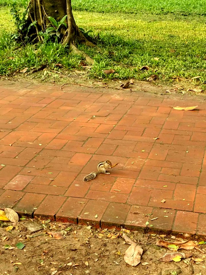 A_squirrel_in_Ramna_Park_