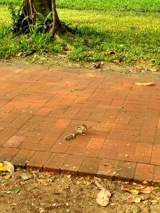 A_squirrel_in_Ramna_Park_
