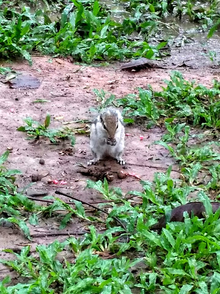 A_squirrel_at_Ramna_Park,_Dhaka._3