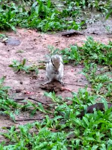A_squirrel_at_Ramna_Park,_Dhaka._3