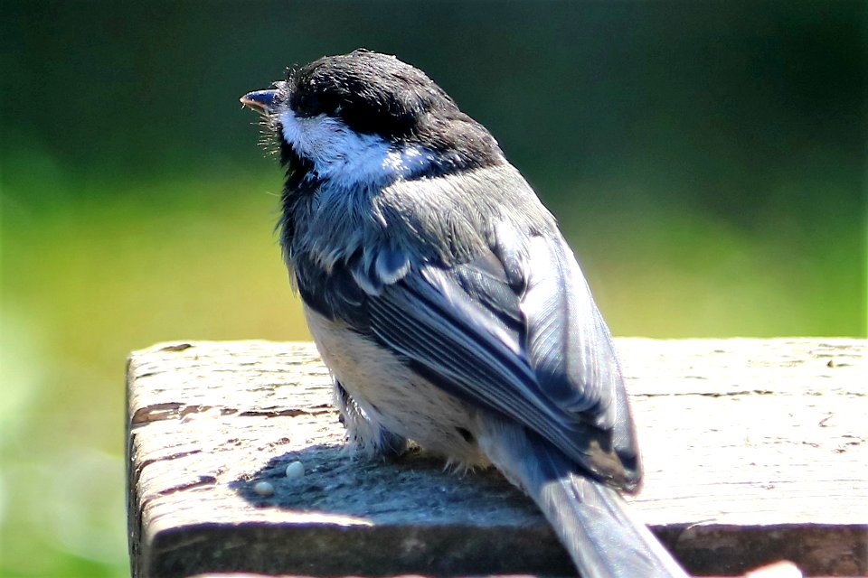 A_Song_Bird_(177187493)