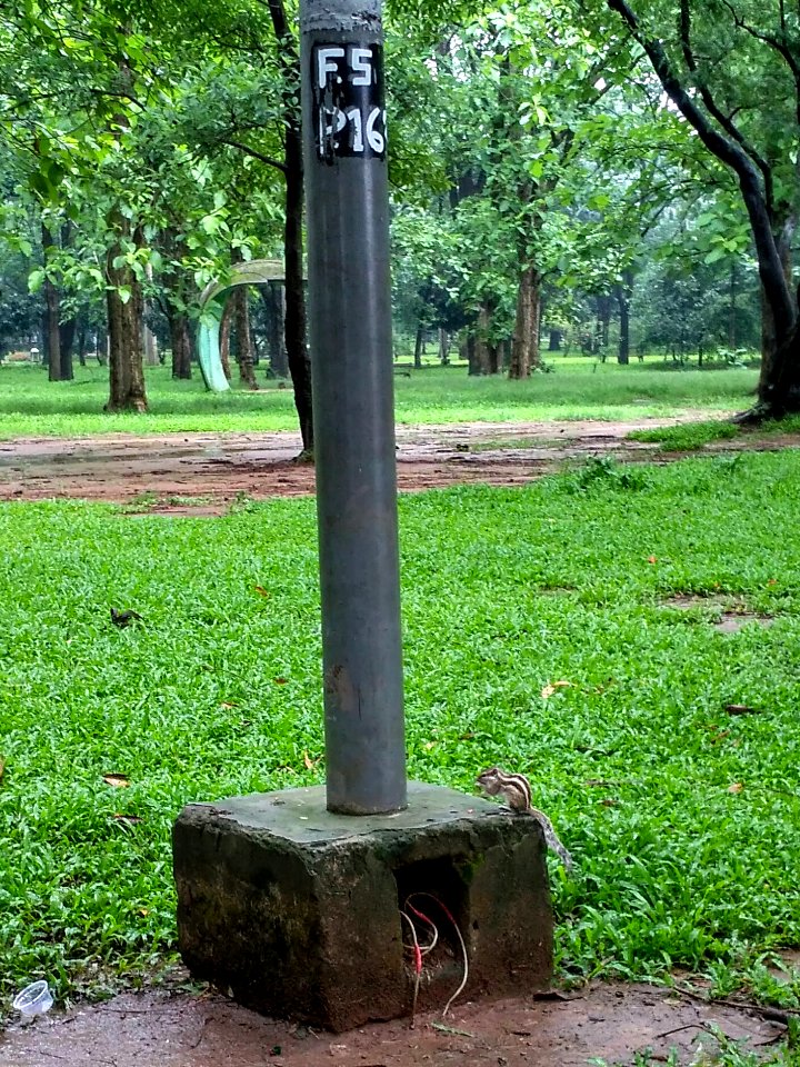 A_squirrel_at_Ramna_Park,_Dhaka._7