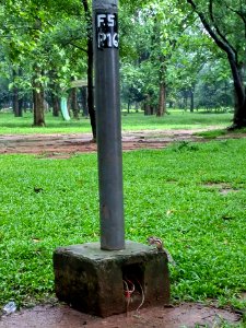 A_squirrel_at_Ramna_Park,_Dhaka._7