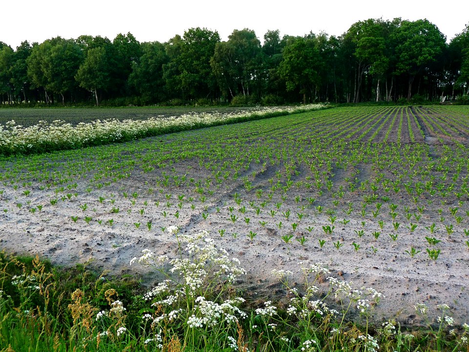 A_view_in_the_evening_light_over_an_agricuylture_field_with_beginning_crop;_in_Laaghalerveen,_near_Hooghalen,_Netherland_-_FotoDutch,_Spring_2012