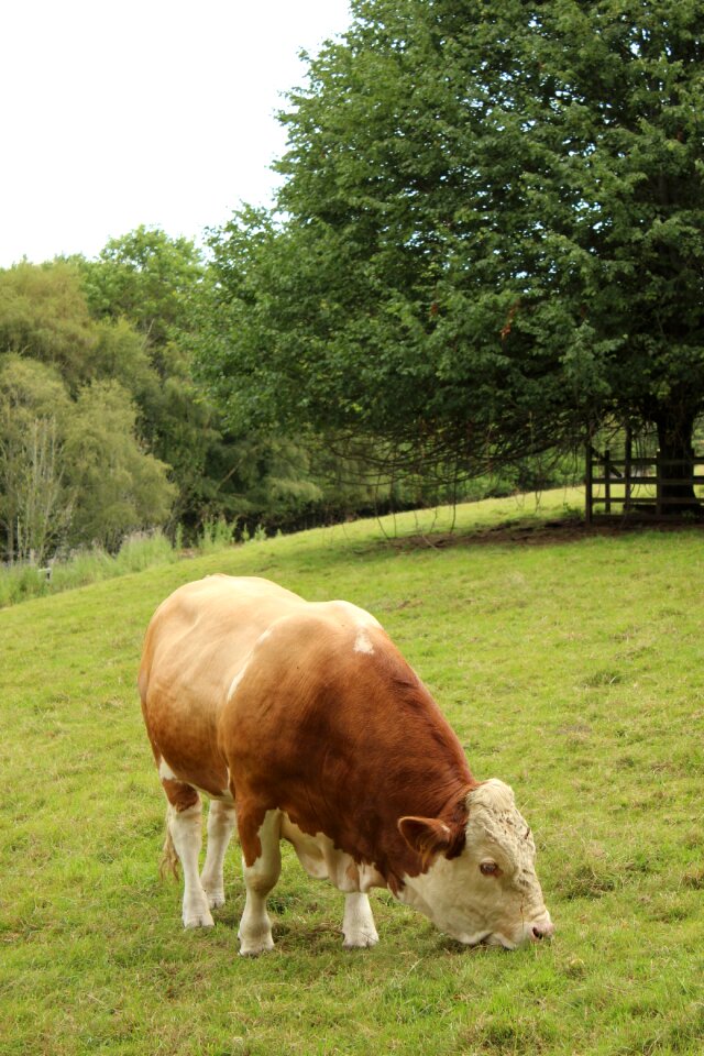 Ireland field cow