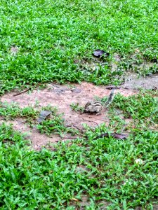 A_squirrel_at_Ramna_Park,_Dhaka._6