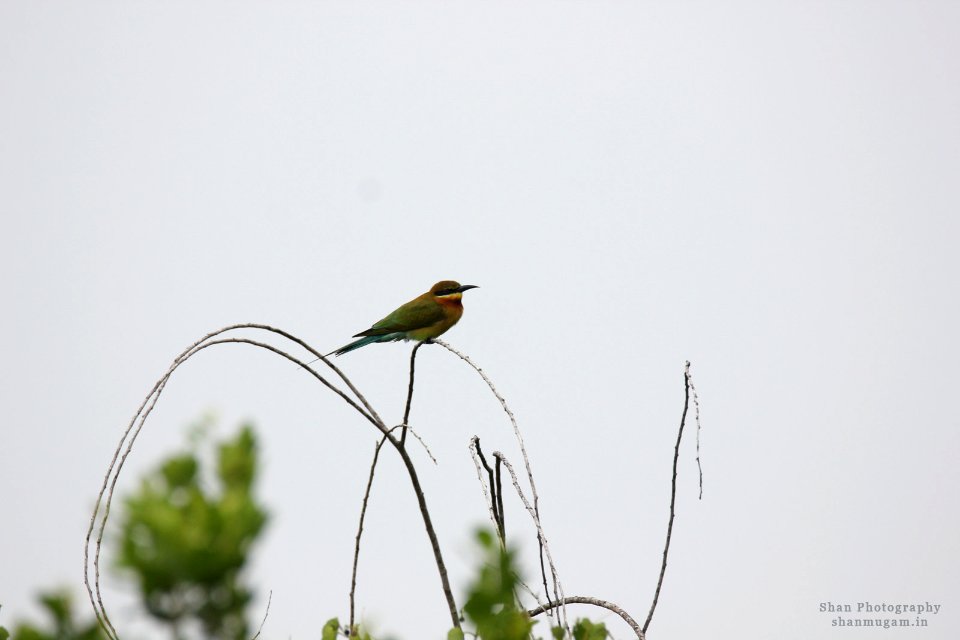 A_Green_Bee_Eater_Enjoying_Morning_Rain_(182753539)