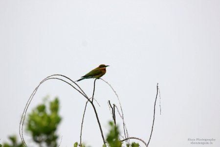 A_Green_Bee_Eater_Enjoying_Morning_Rain_(182753539)