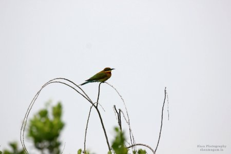 A_Green_Bee_Eater_Enjoying_Morning_Rain_(182753539) photo