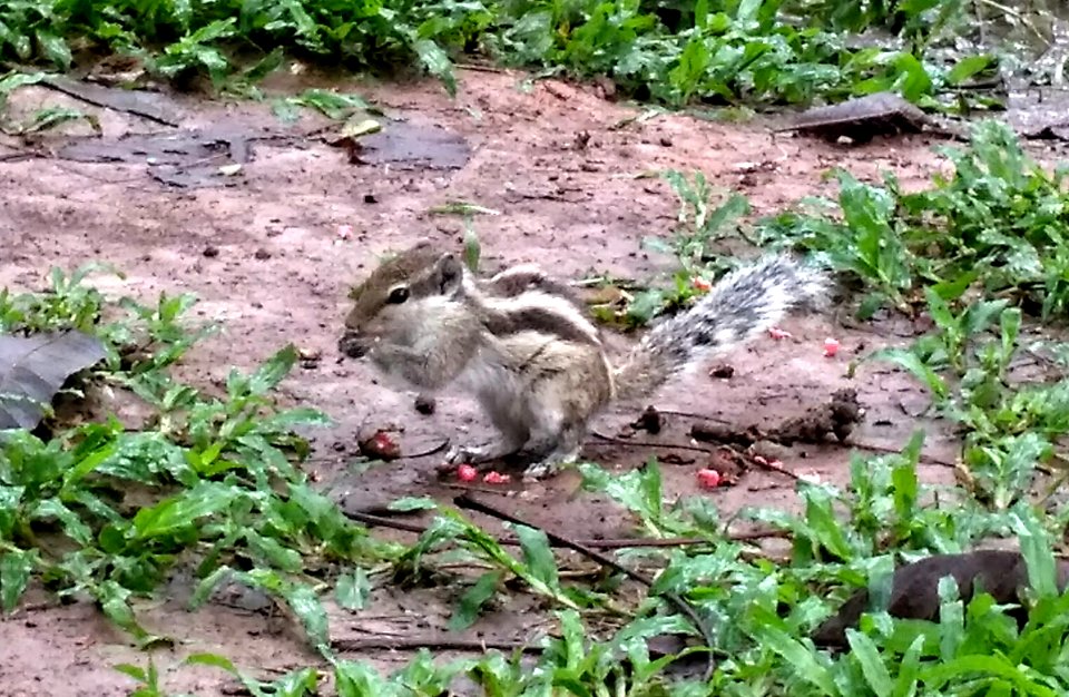 A_squirrel_at_Ramna_Park,_Dhaka._
