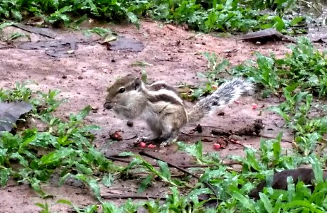 A_squirrel_at_Ramna_Park,_Dhaka._