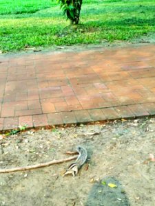 A_Squirrel_in_Ramna_Park_1