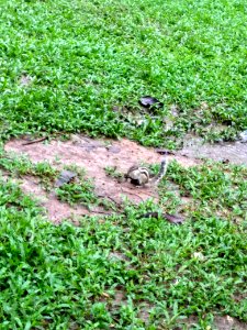 A_squirrel_at_Ramna_Park,_Dhaka._5