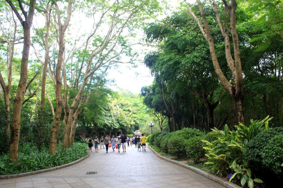 A_road_under_the_shade_of_trees_in_East_Lake_Park1