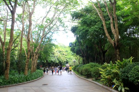 A_road_under_the_shade_of_trees_in_East_Lake_Park1
