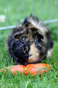 A_Guinea_pig_and_its_carrot