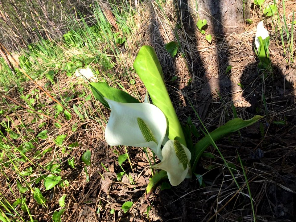 A_spring_flower._Nekrasovka,_Sakhalin