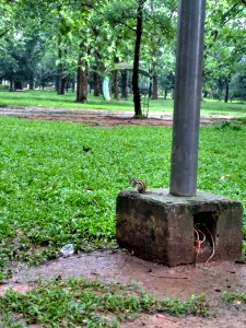 A_squirrel_at_Ramna_Park,_Dhaka._4