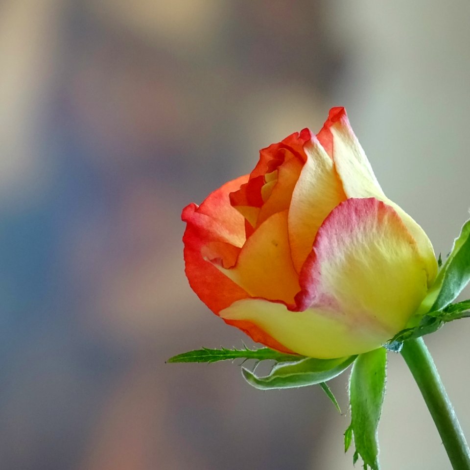 A_Rose_Is_Still_A_Rose_(156862357)