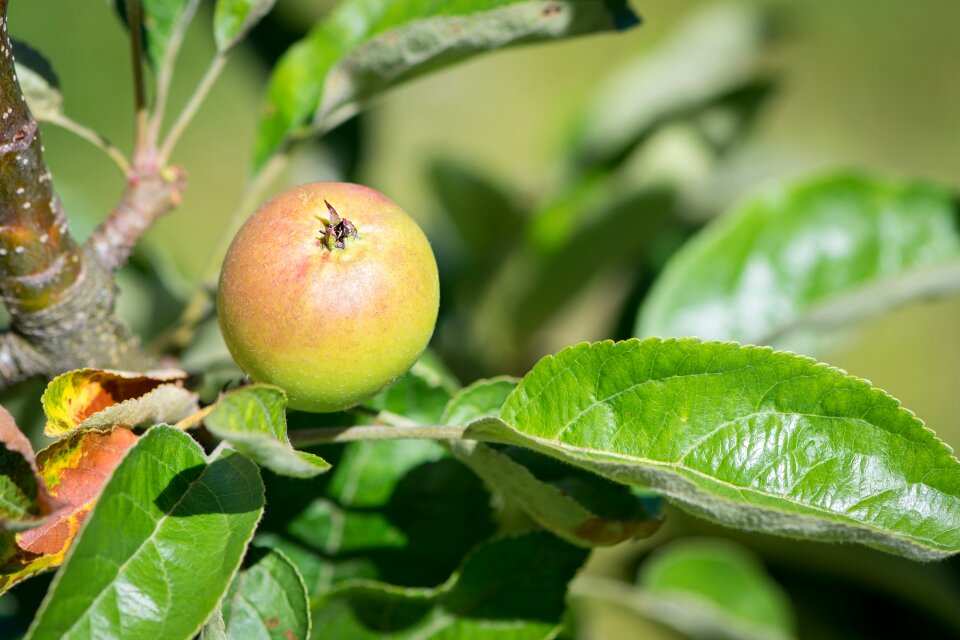 Ripening process nature of course