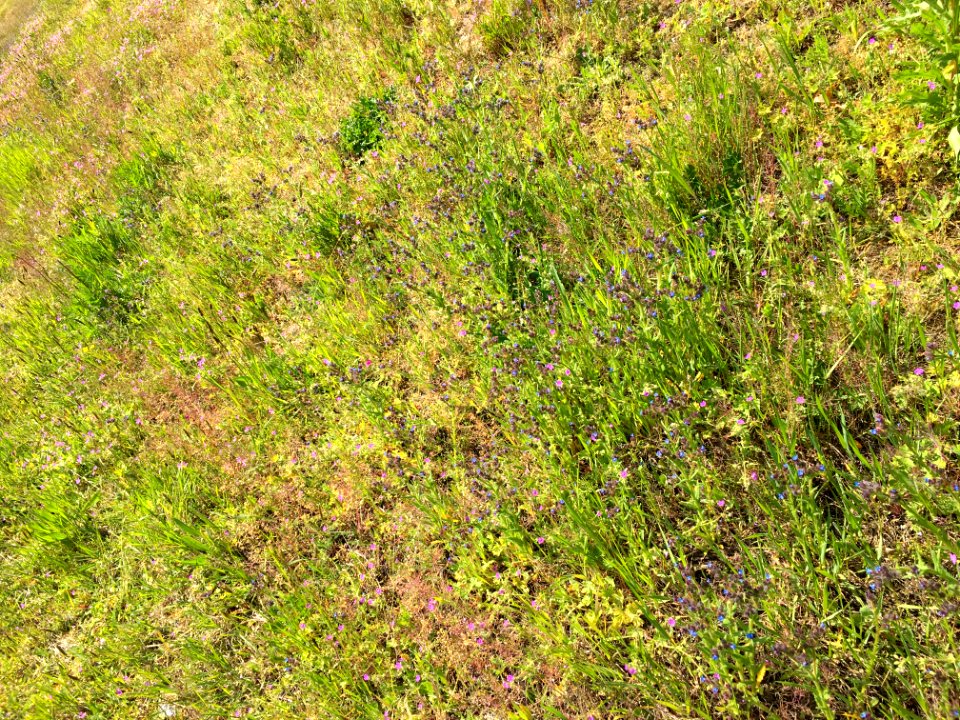 A_ruderal_community_of_the_class_Artemisietea_vulgaris