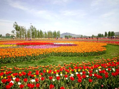 A_sea_of_flowers_at_the_foot_of_Mount_Langya_in_Hebei,_picture2