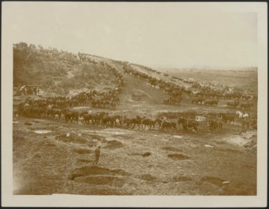 A_scene_during_watering_time_for_horses,_Bestanddeelnr_158-2835