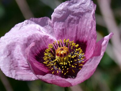 Gravel poppy ababol photo