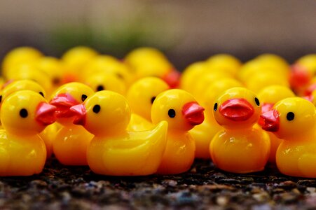 Cute sweet many