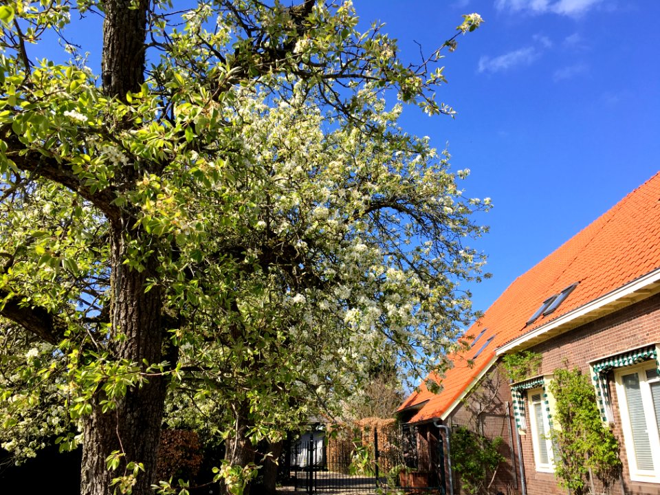 A_pear_tree_in_blossom