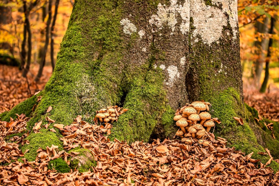 Slightly toxic leaves dried beech leaves