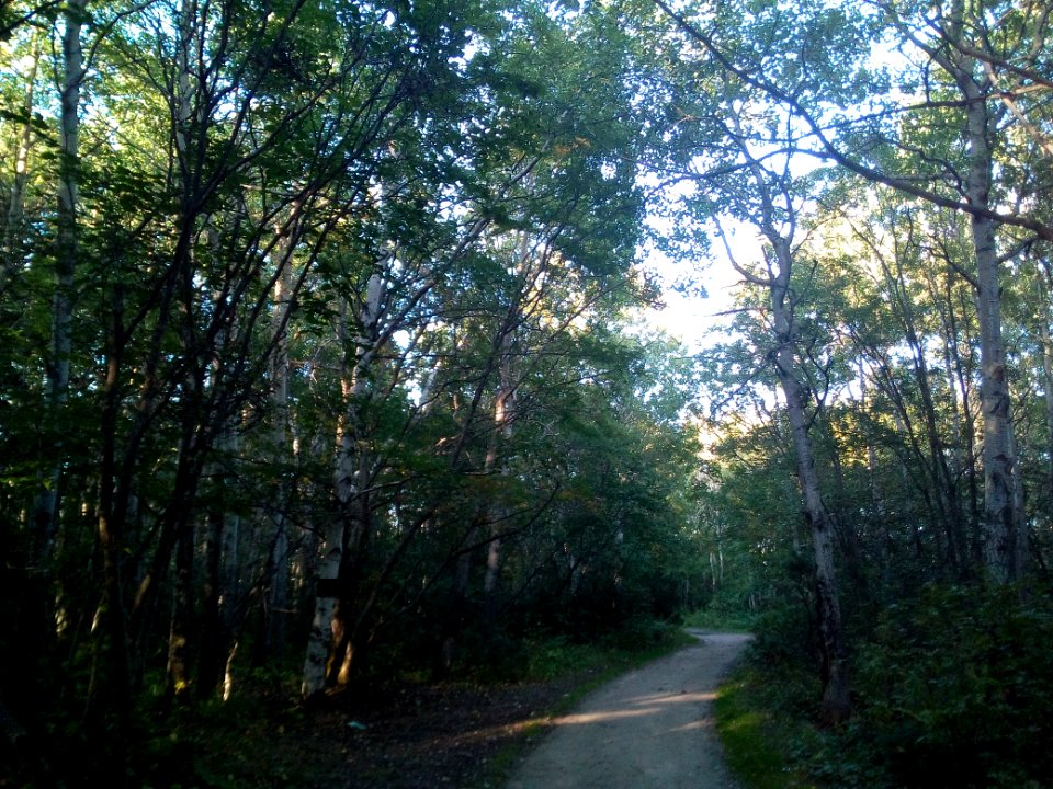 A_road_in_the_wood