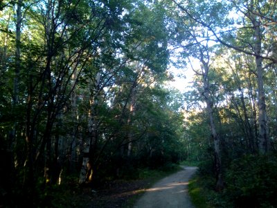 A_road_in_the_wood