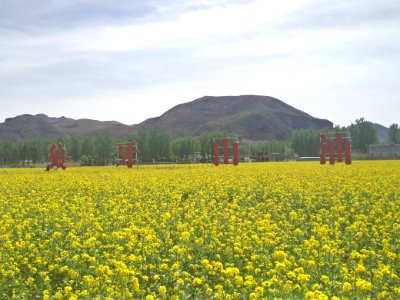 A_piece_of_yellow_rapeseed_flowers_in_Mount_Langya_of_Hebei,_picture4