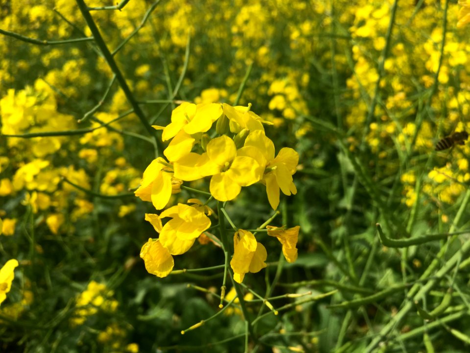 A_piece_of_yellow_rapeseed_flowers_in_former_Xieleqiao_Town_(now_Huitang_Town)_of_Ningxiang_County,_Hunan,_picture6