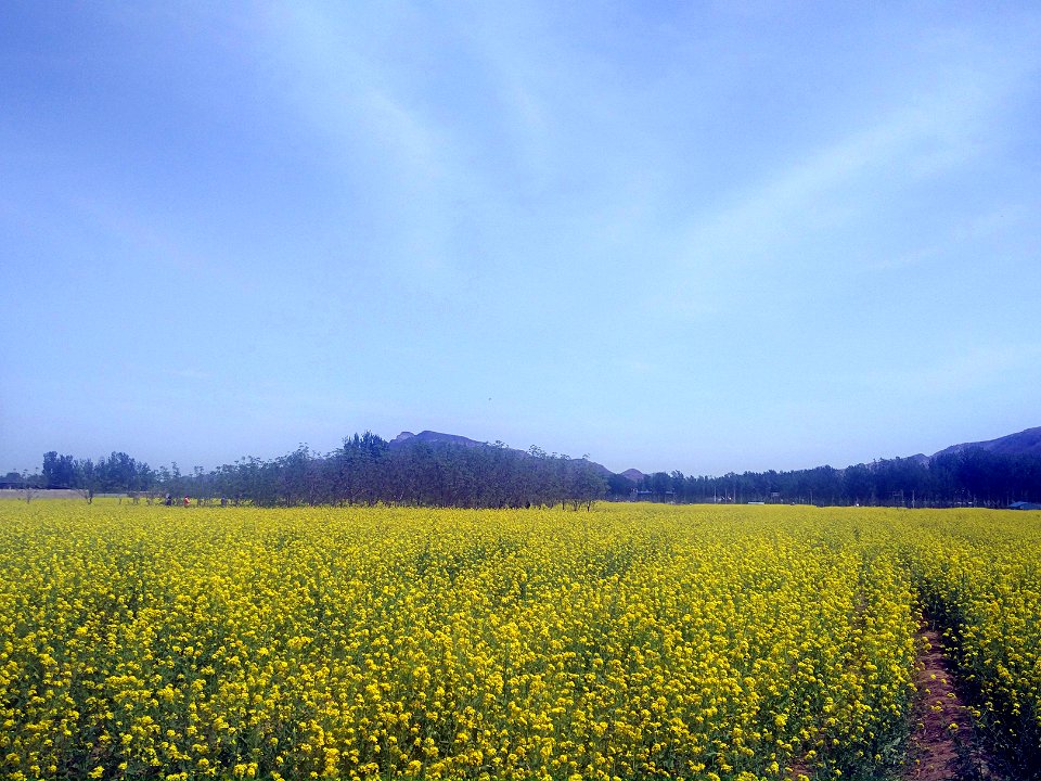 A_piece_of_yellow_rapeseed_flowers_in_Mount_Langya,_picture1