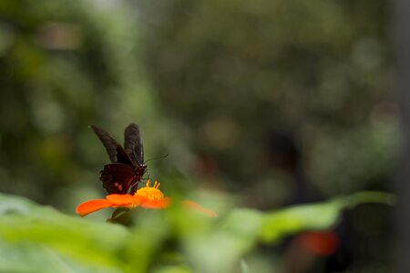 Nature flowers plants photo