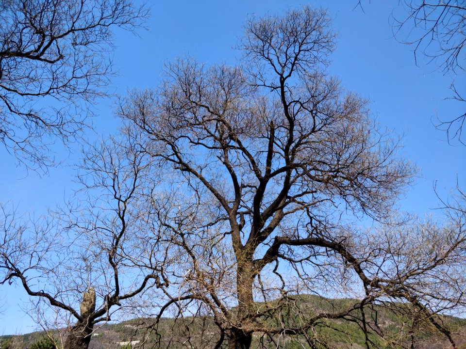 A_tree_in_Beijing_Botanical_Garden