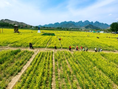 A_piece_of_yellow_rapeseed_flowers_in_Mount_Langya_of_Hebei,_picture7