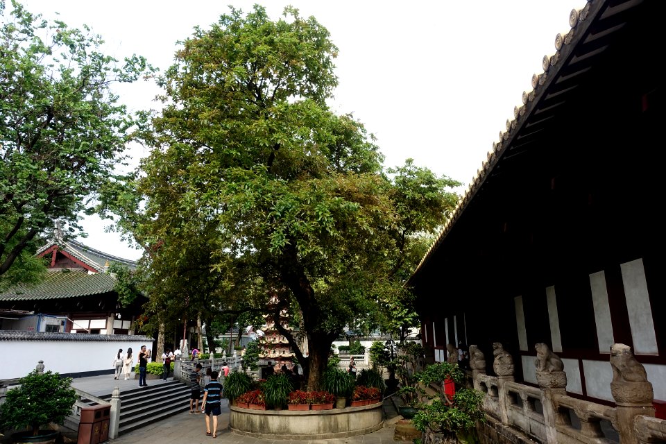 A_pipal_tree_in_Guangxiao_Temple