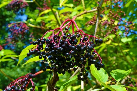 Black elderberry holder holler