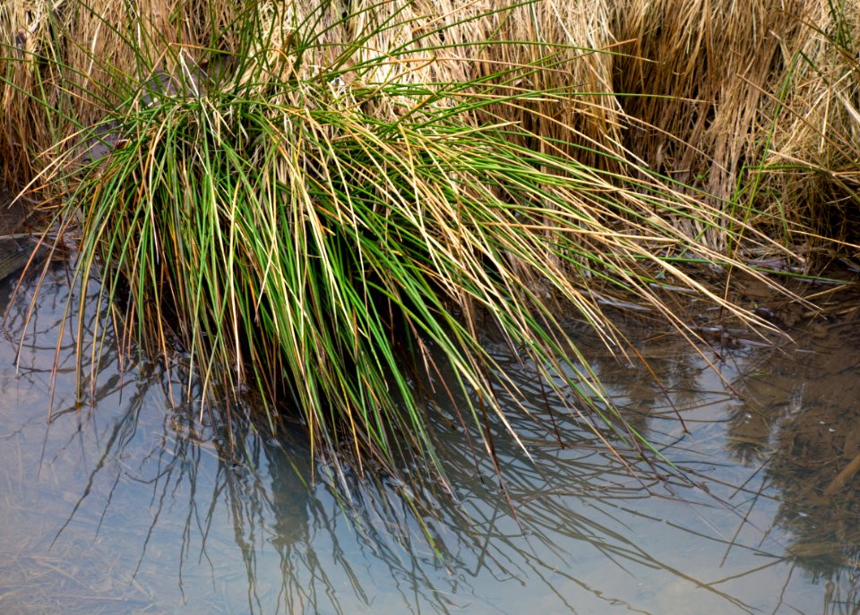 A_tuft_of_lakeshore_bulrush photo