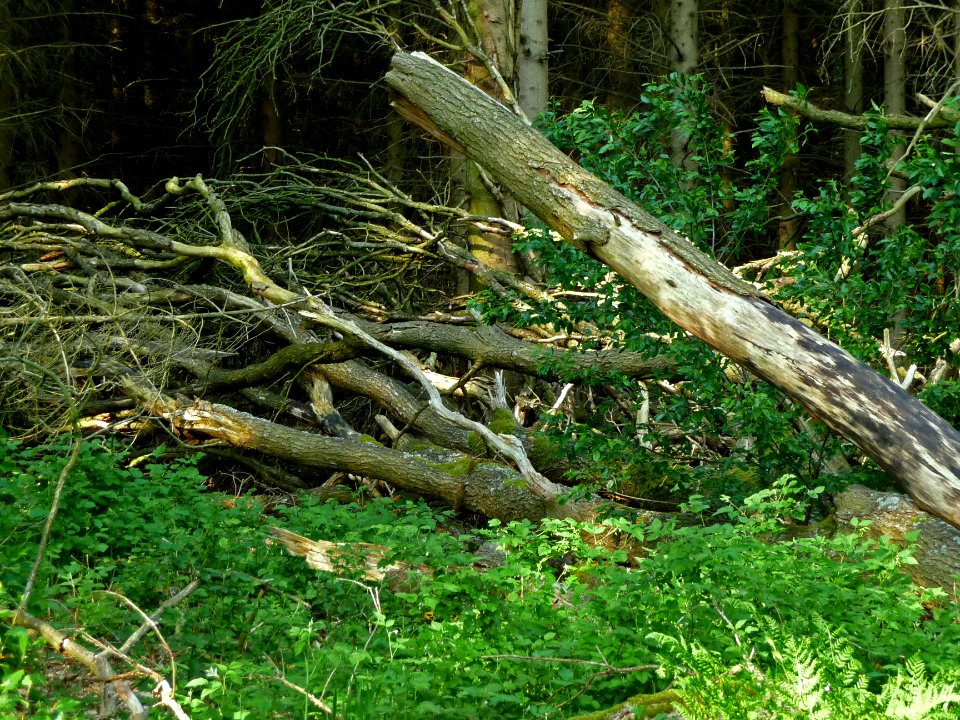 A_pile_of_dead_branches_if_birches,_in_the_moorlands_of_Focherloerveen;_The_Netherlands,_spring_of_2012