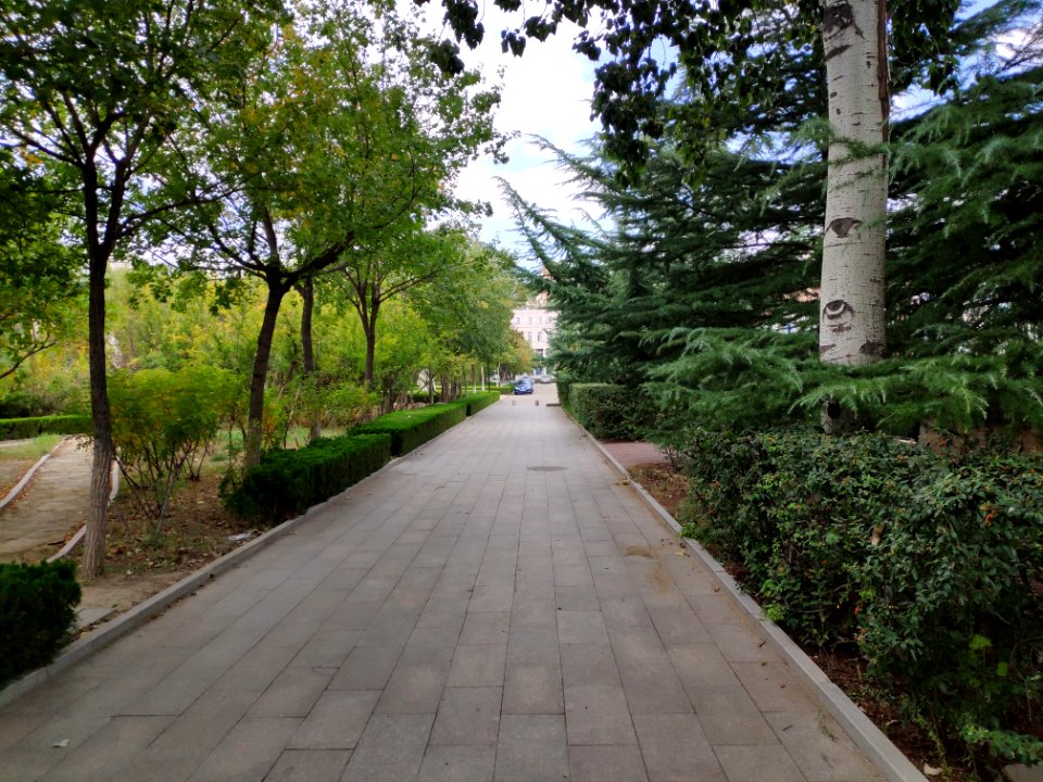 A_path_in_Weifang_University